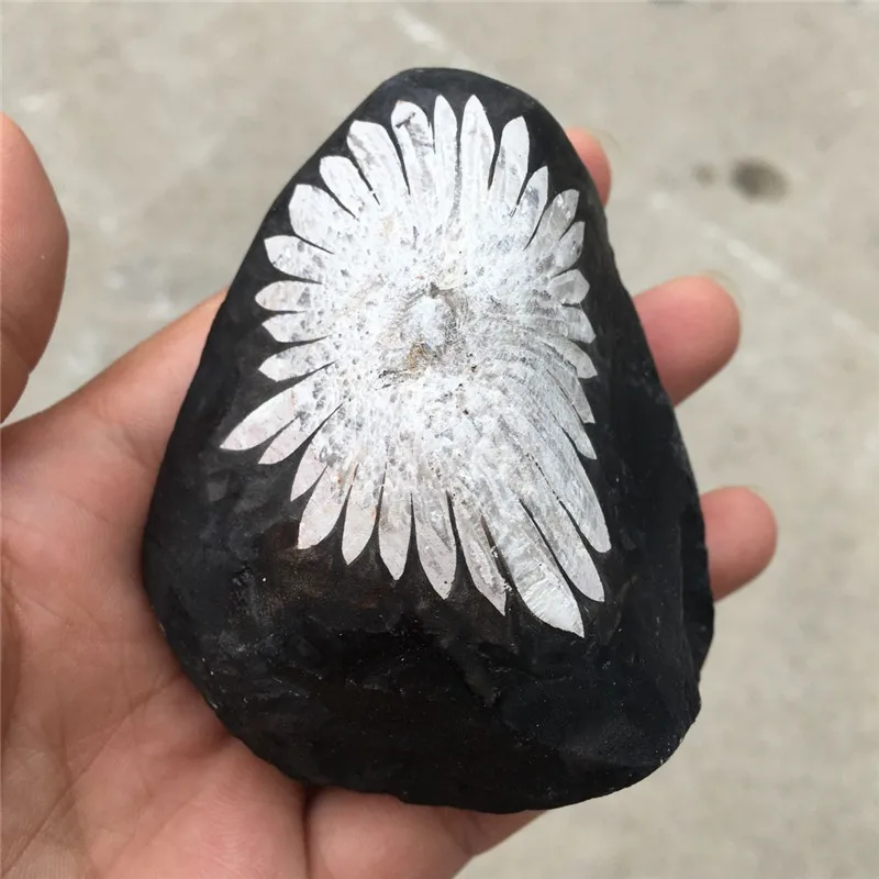 Naravni quartz crystal chrysanthemum kamen, mineralne vzorcu točke zdravljenje doma dekor 3