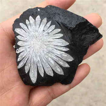 Naravni quartz crystal chrysanthemum kamen, mineralne vzorcu točke zdravljenje doma dekor 1