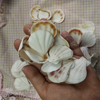 50Pcs bela holesea conch Pokrovača Lupine, Naravno Seashell od Morja Plaža Velika Lupina Z Luknjami za DIY Umetnostne Obrti Dekor 38560