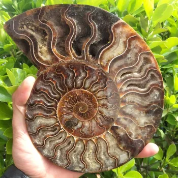 Velika velikost madagaskar fosili mavrična ammonite naravni kamni in minerali vzorcu lepo Božično darilo 400-500g 42954